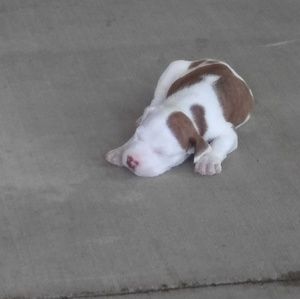 Meet your Posher, Samuel